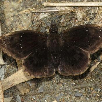 Anisochoria pedaliodina