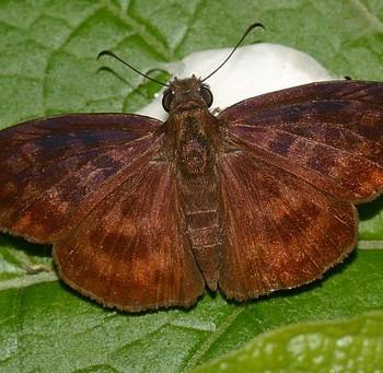 Anastrus tolimus