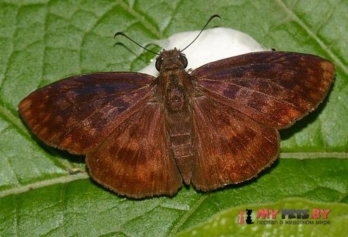 Anastrus tolimus