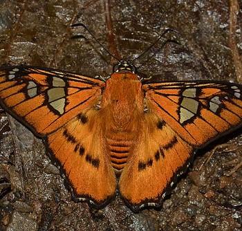 Myscelus epimachia
