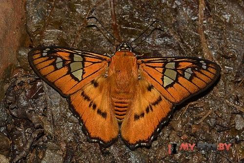 Myscelus epimachia