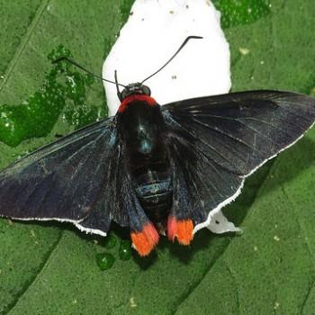 Aspitha agenoria