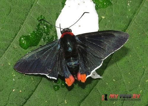 Aspitha agenoria