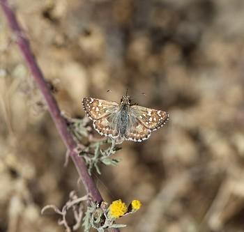 Pyrgus fides
