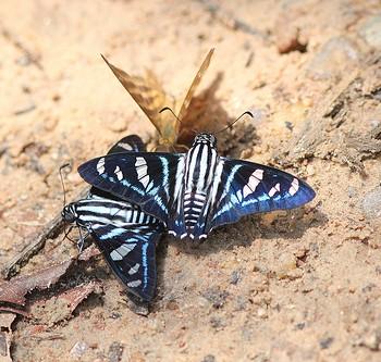 Jemadia gnetus