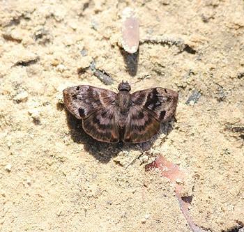 Ebrietas anacreon