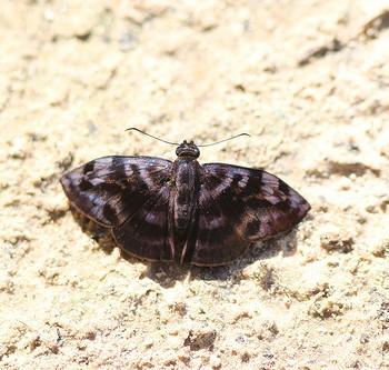 Ebrietas infanda