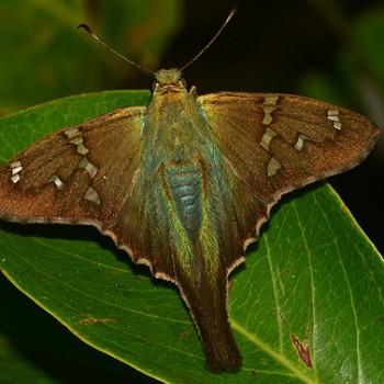 Urbanus zagorus