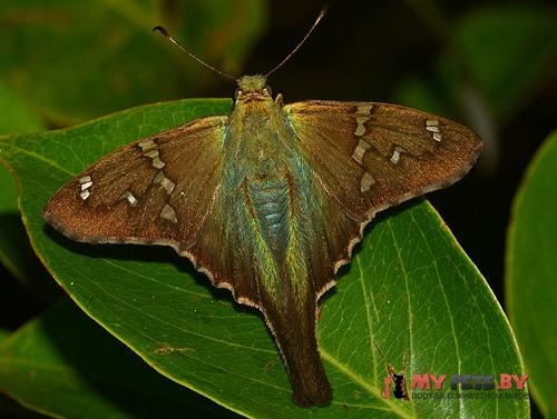 Urbanus zagorus