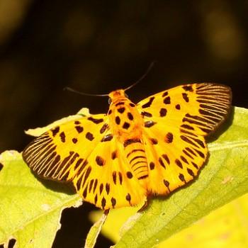 Odina decoratus