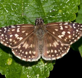 Pyrgus orcus