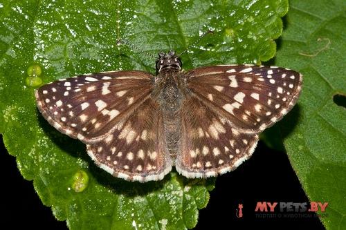 Pyrgus orcus