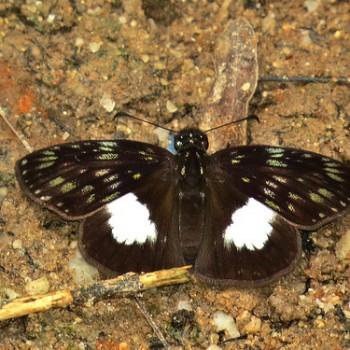 Potamanaxas latrea