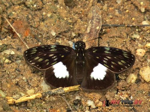 Potamanaxas latrea