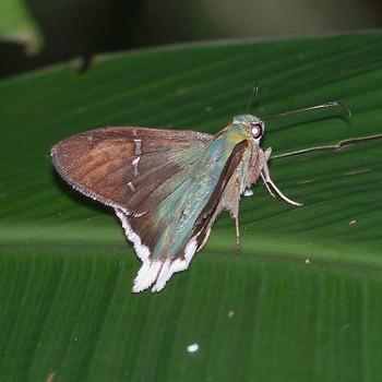 Urbanus virescens