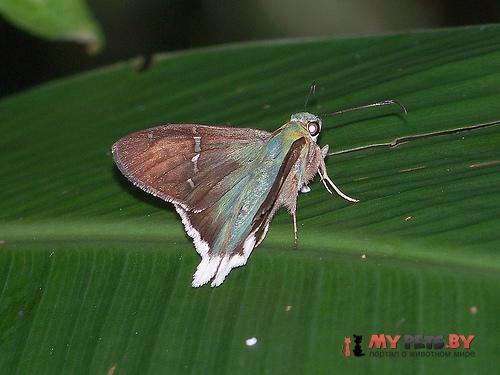 Urbanus virescens