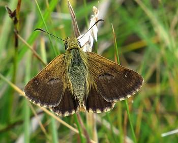 Anisynta dominula