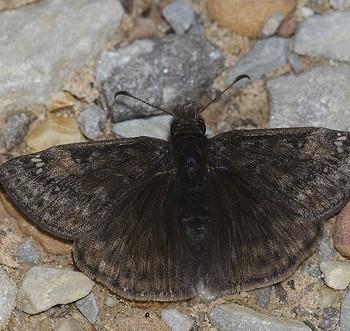 Erynnis juvenalis