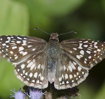 Pyrgus oileus
