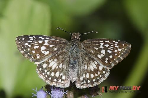 Pyrgus oileus