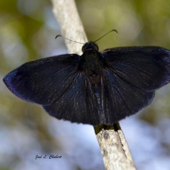 Ephyriades arcas