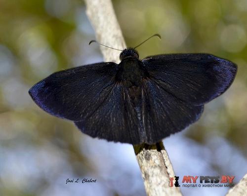 Ephyriades arcas