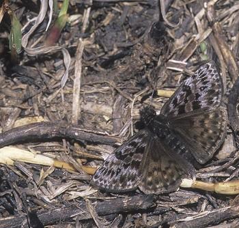 Erynnis martialis