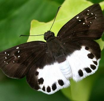 Tagiades litigiosa