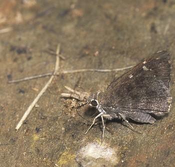 Cogia outis