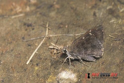 Cogia outis