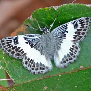 Sophista latifasciata