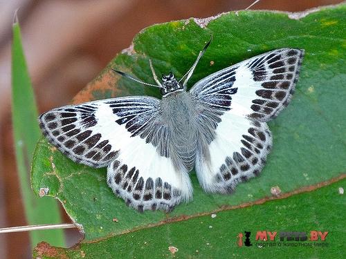 Sophista latifasciata