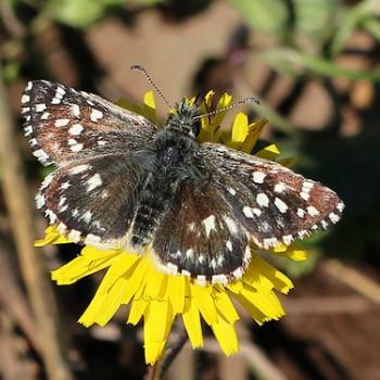 Pyrgus melotis