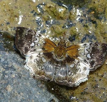 Diaeus ambata