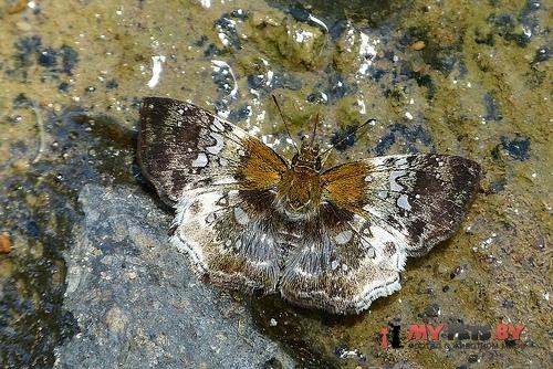 Diaeus ambata