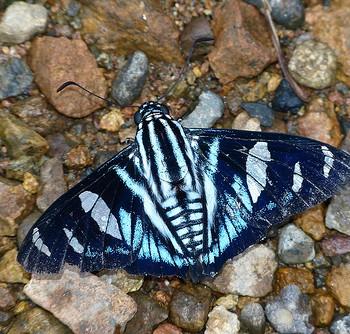 Jemadia sosia