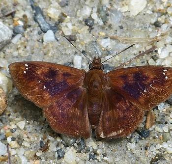 Polyctor fera