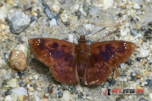 Polyctor fera