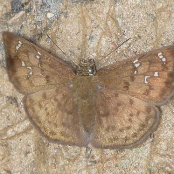 Carrhenes meridensis