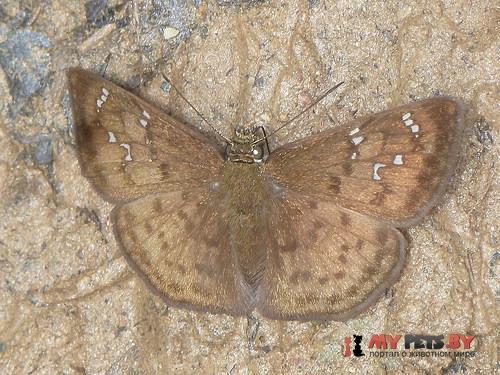 Carrhenes meridensis