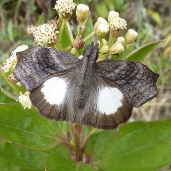 Theagenes albiplaga