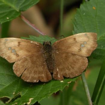 Bolla cylindus