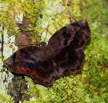 Achlyodes busirus