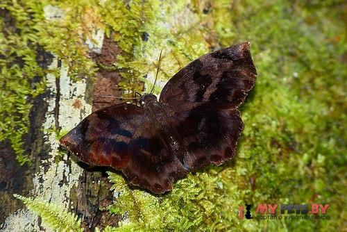 Achlyodes busirus