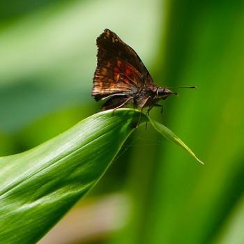 Noctuana haematospila