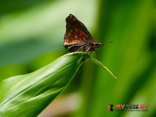 Noctuana haematospila