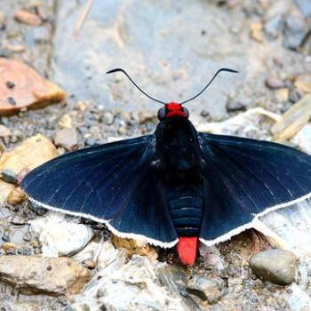 Pyrrhopyge phidias