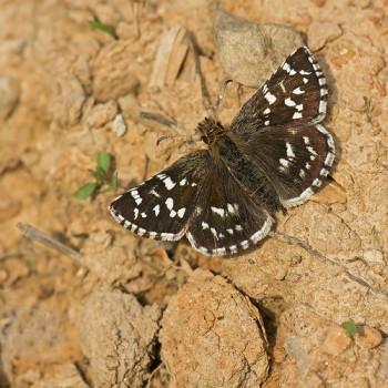 Pyrgus maculatus