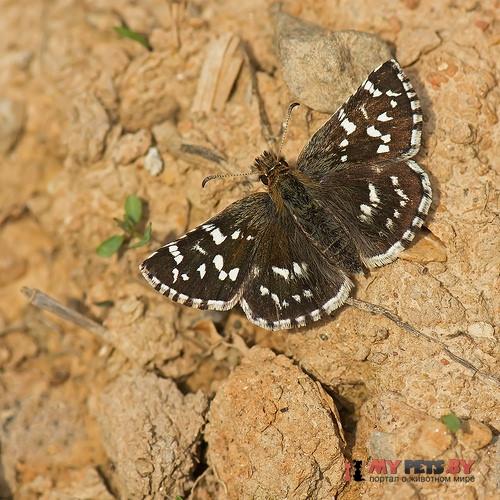Pyrgus maculatus