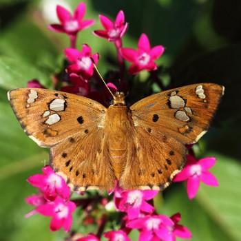 Coladenia indrani